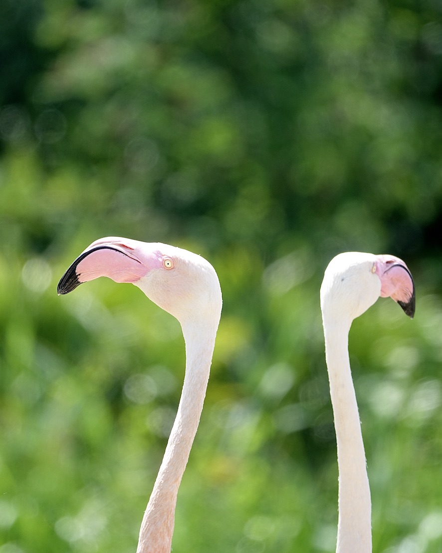 greater flamingo